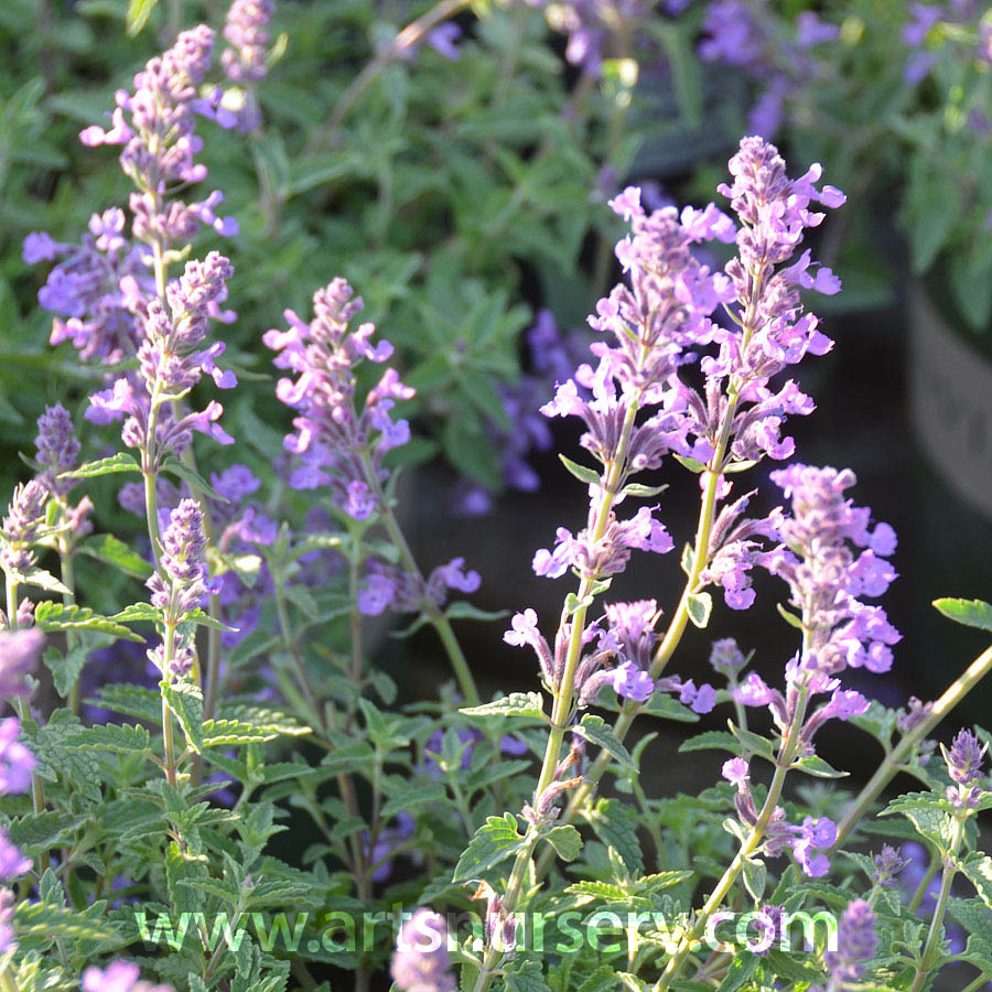 Nepeta 'Little Trudy'