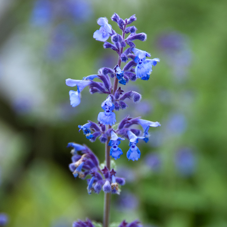 Nepeta racemosa 'Walker's Low'