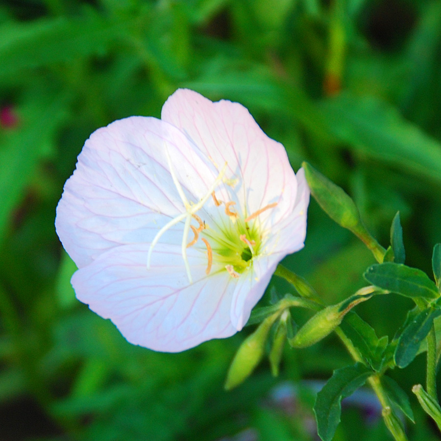 Oenothera 'Siskiyou'