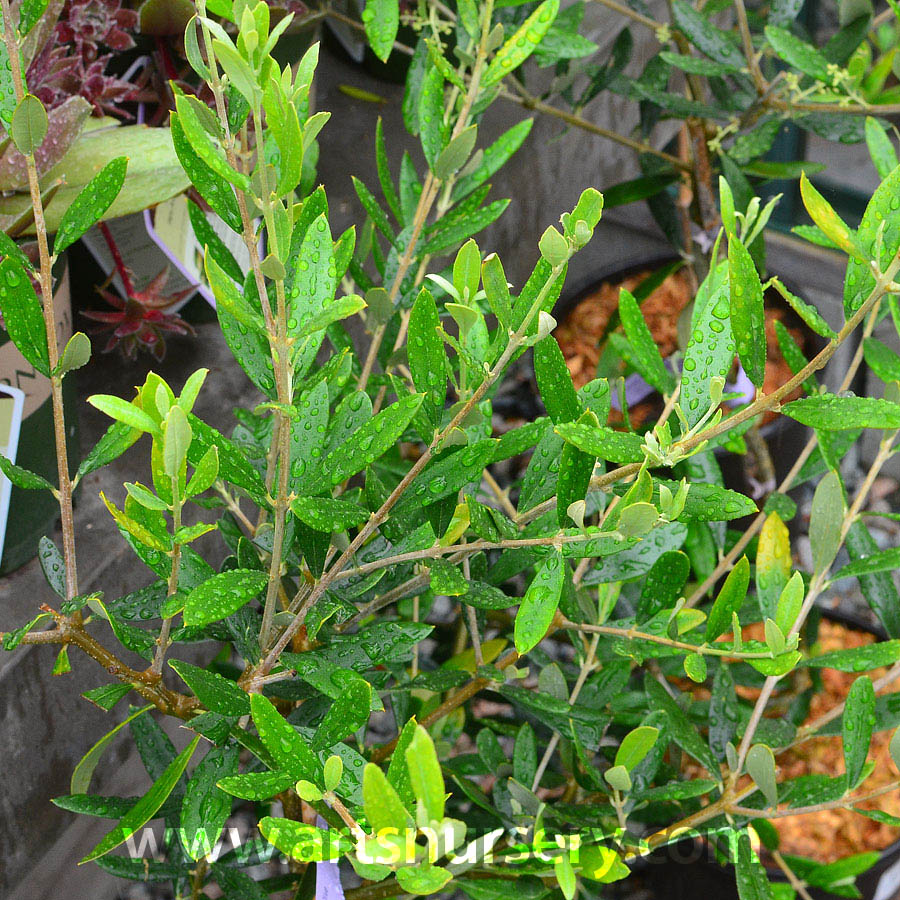 Olea europaea 'Leccino'