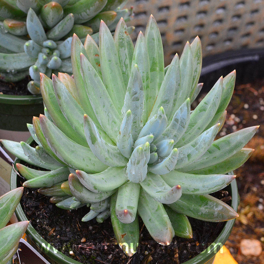 Pachyphytum hookeri