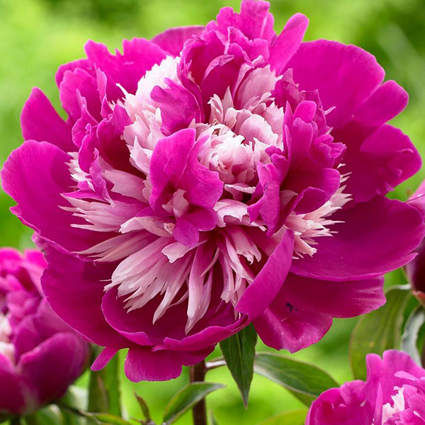 Paeonia 'Celebrity' Bulb