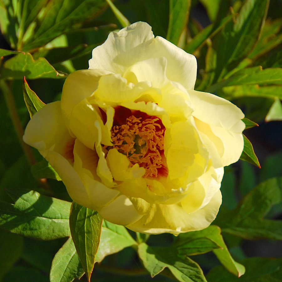 Paeonia suffruiticosa 'High Noon'