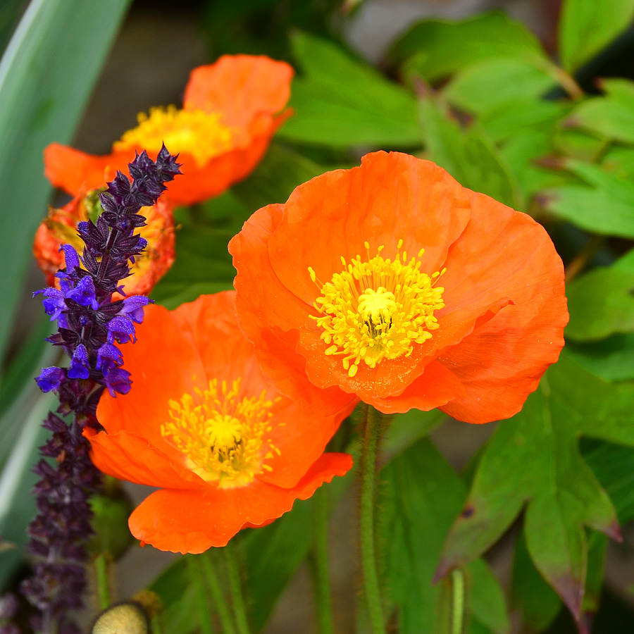 Papaver nudicale 'Spring Fever' Orange