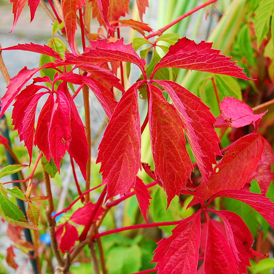 Parthenocissus quinquefolia | | Arts Nursery Ltd