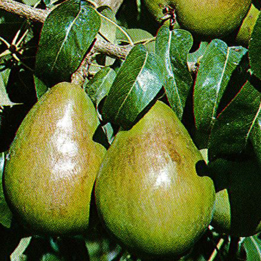 pear_anjou.jpg