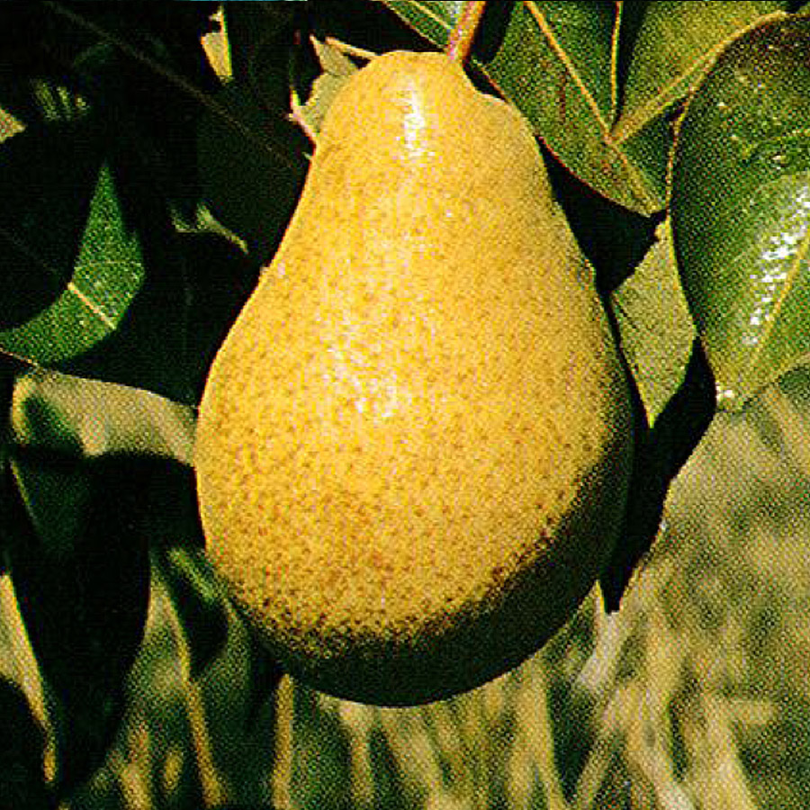 pear_bartlett.jpg