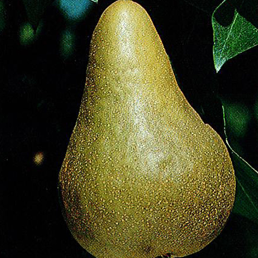 pear_bosc.jpg