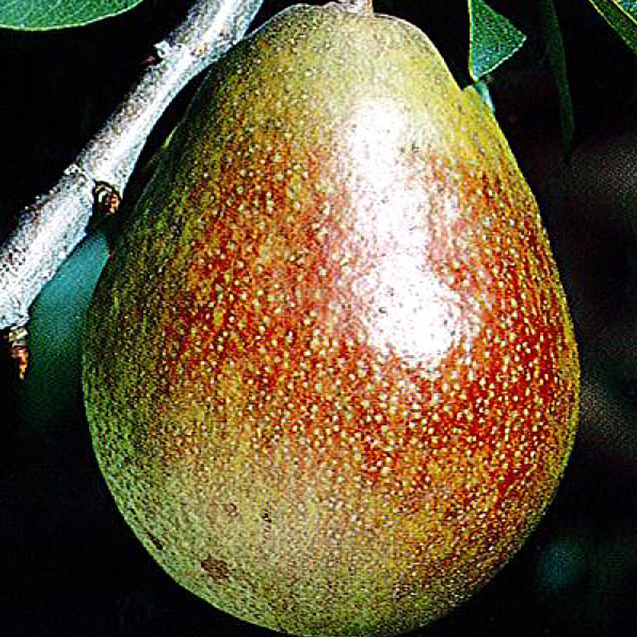 Pear 'Comice'