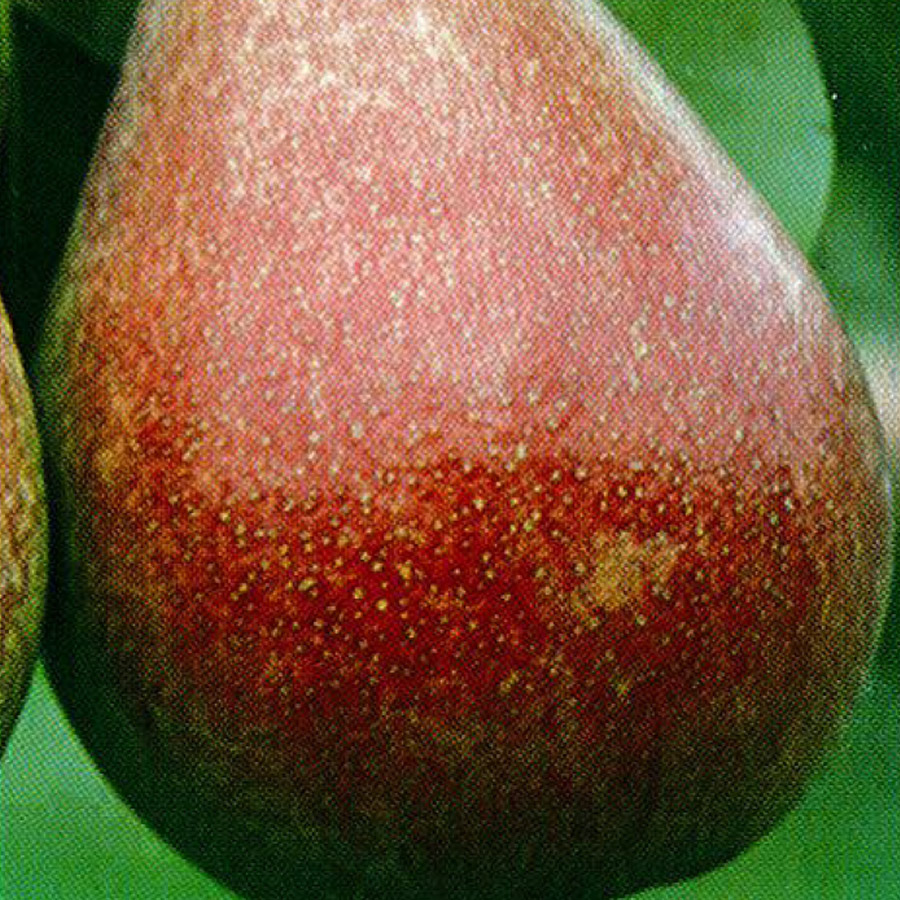 Pyrus 'Red Bartlett'