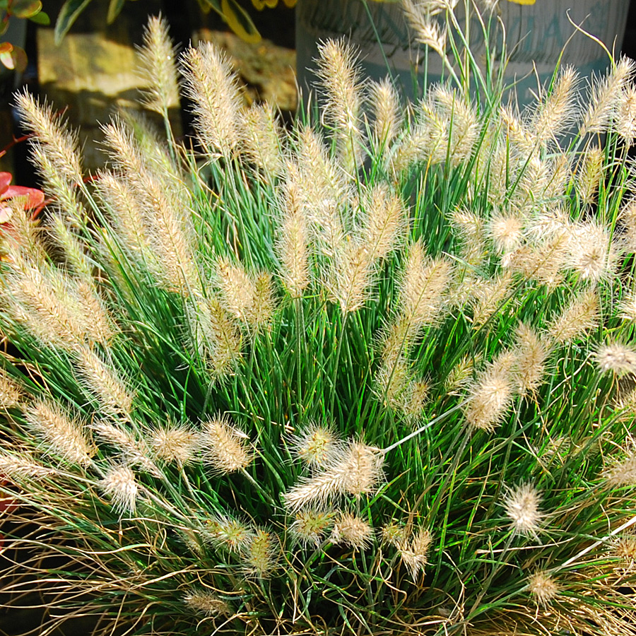 Pennisetum alopecuroides 'Hamelin'