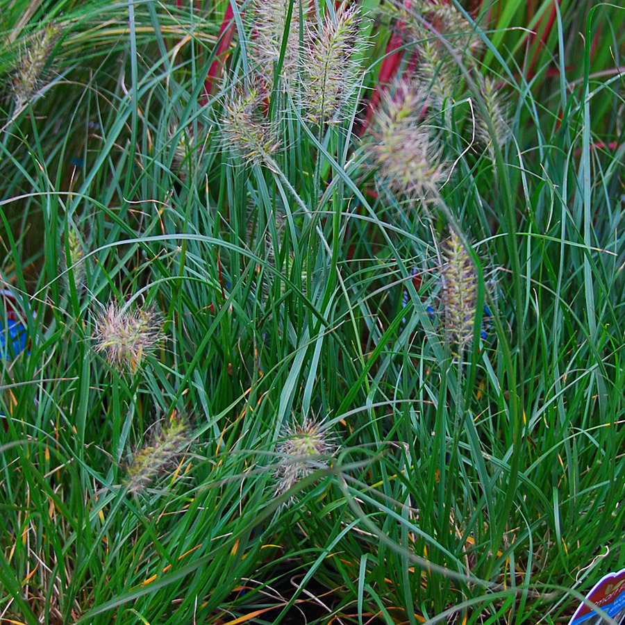 Pennisetum alopecuroides 'Little Bunny' 