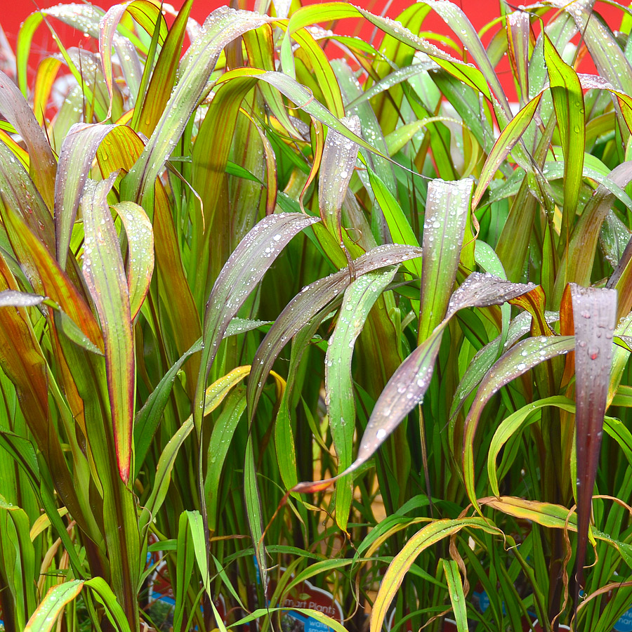 Pennisetum glaucum Purple Baron | | Arts Nursery Ltd