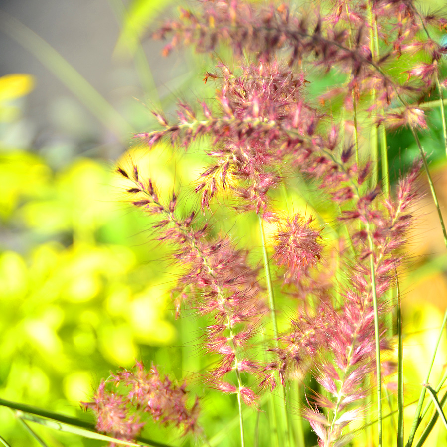 Pennisetum orientale 'Karley Rose'