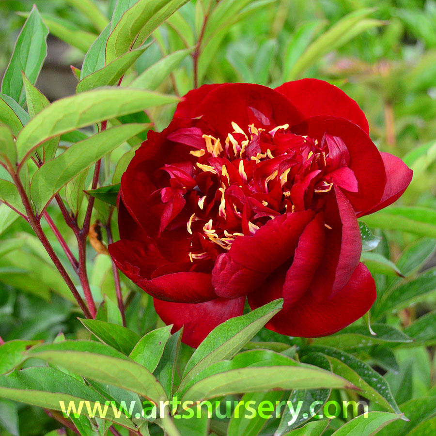 peony_buckeyebelle.jpg