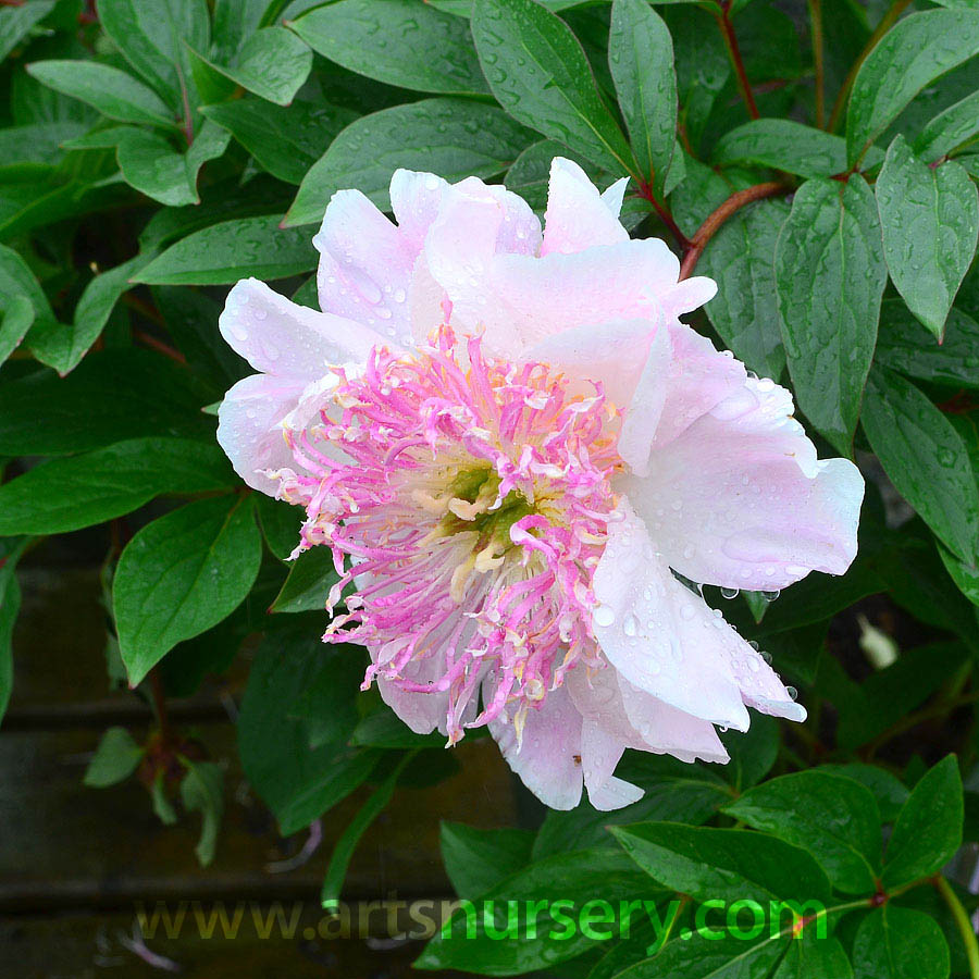 peony_dotell.jpg