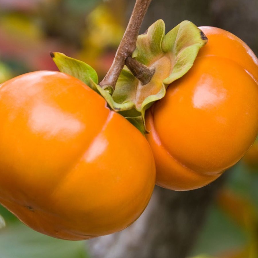 persimmon_fuyu.jpg