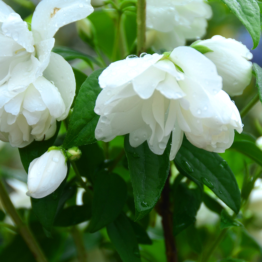 Philadelphus X Snow Dwarf