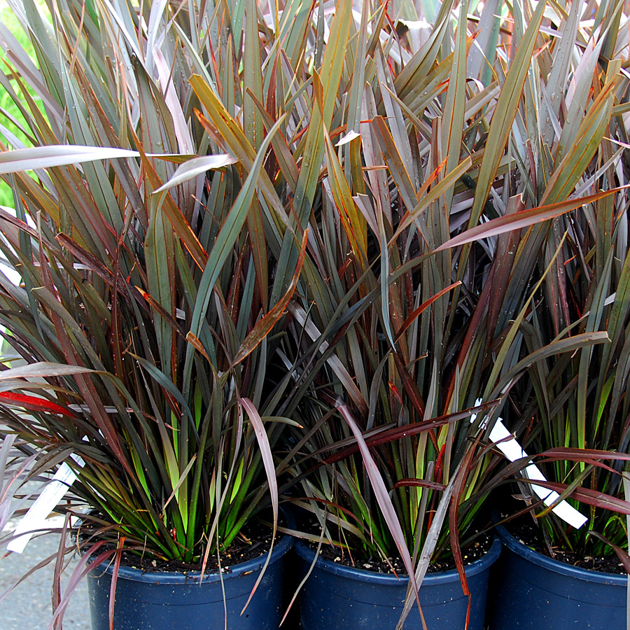 Phormium tenax 'Platt's Black'