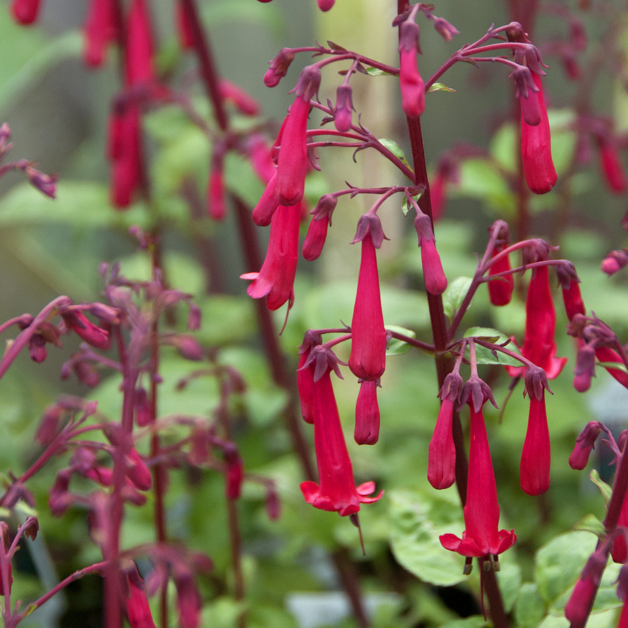 Phygelius 'Cherry Ripe'