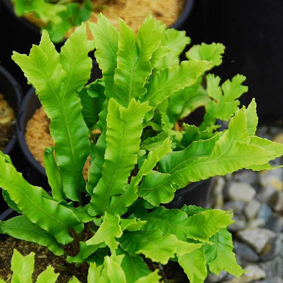 Phyllitis scolopendrium 'cristata' 