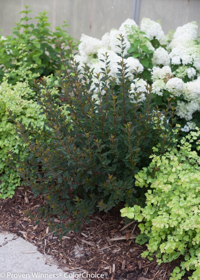 Physocarpus opulifolious 'Ginger Wine'