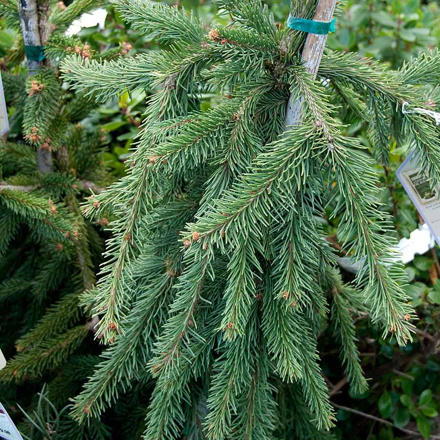 Picea abies 'Pendula' Doublehead