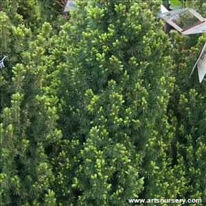 Picea glauca conica