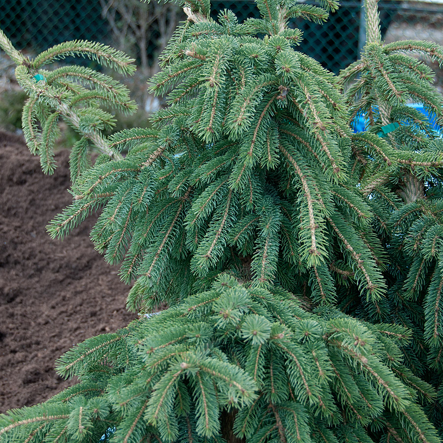 Picea glauca pendula