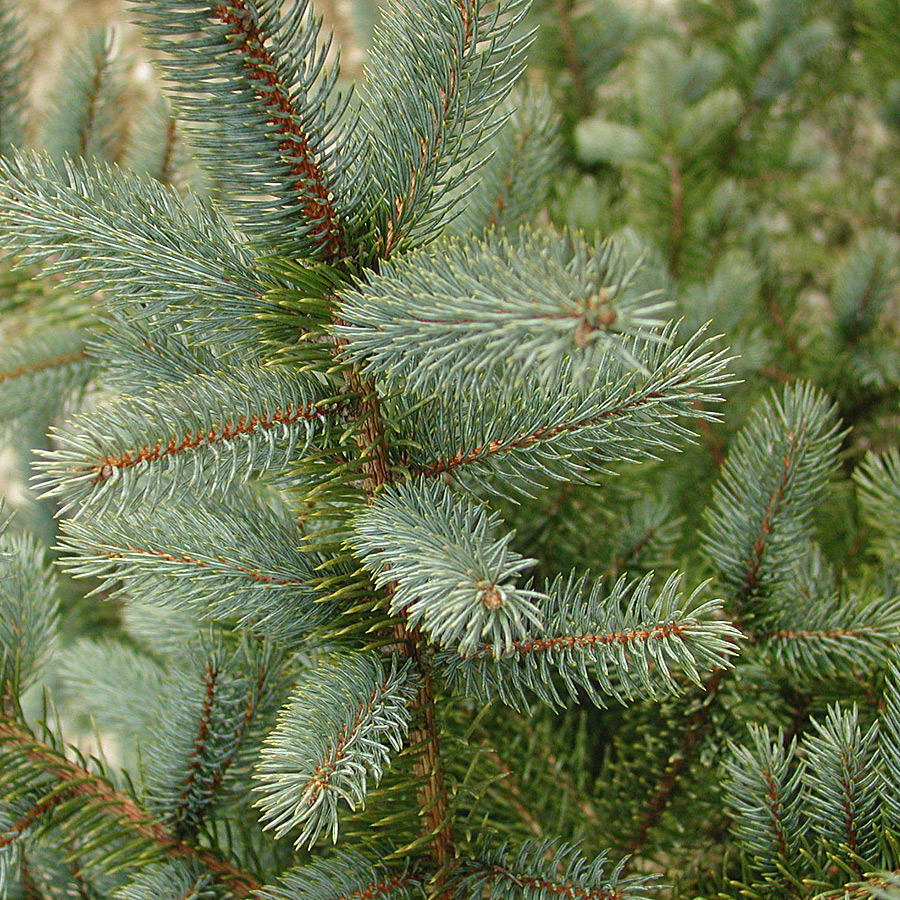 Picea pungens 'Bakeri'