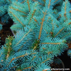 Picea pungens 'Globosa'