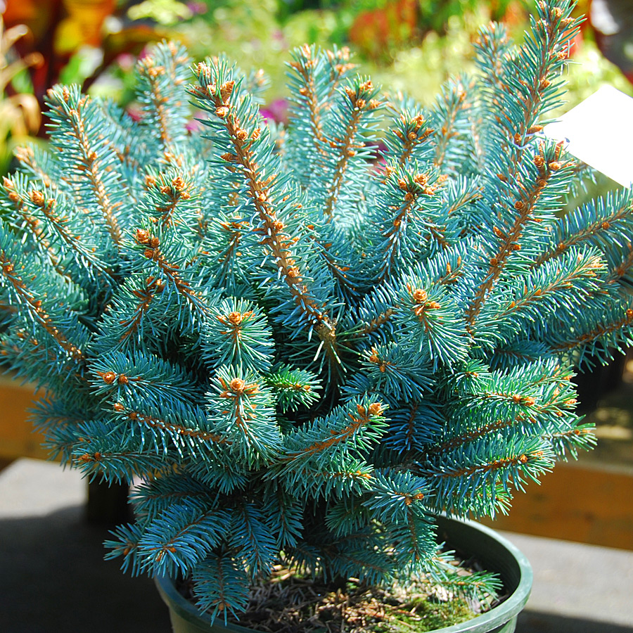 Picea pungens 'Globosa'