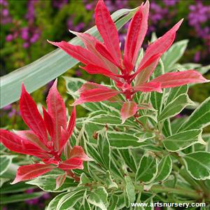 Pieris japonica 'Carnaval'