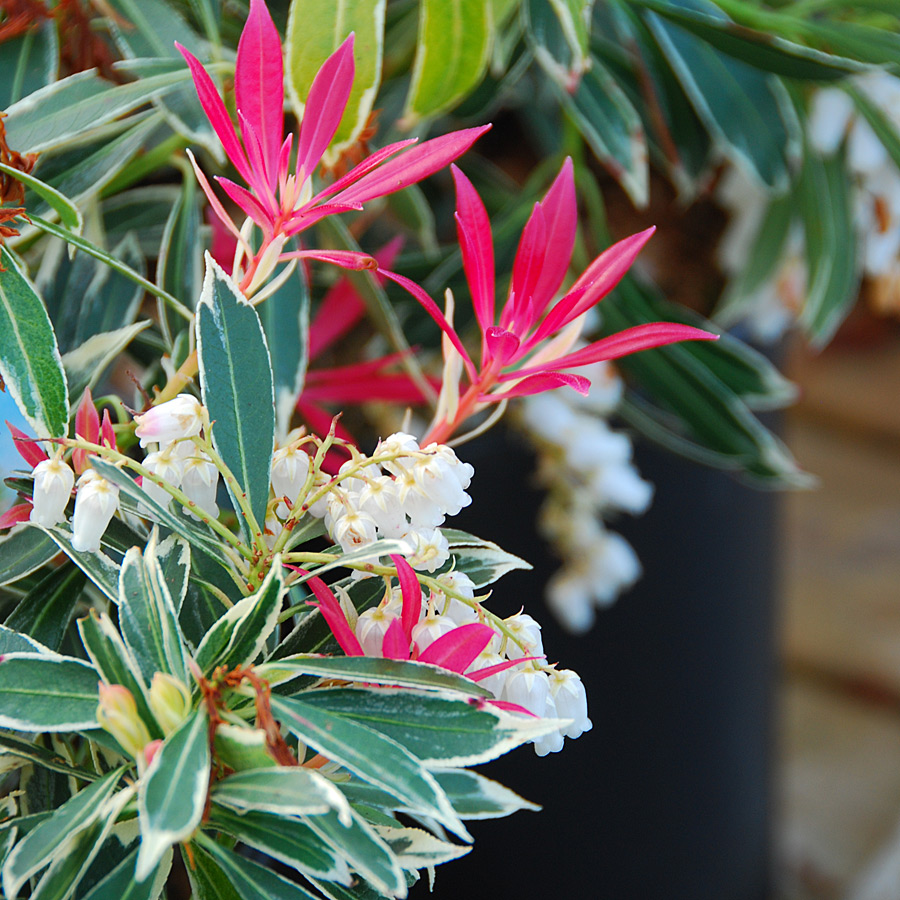 Pieris japonica 'Flaming Silver'