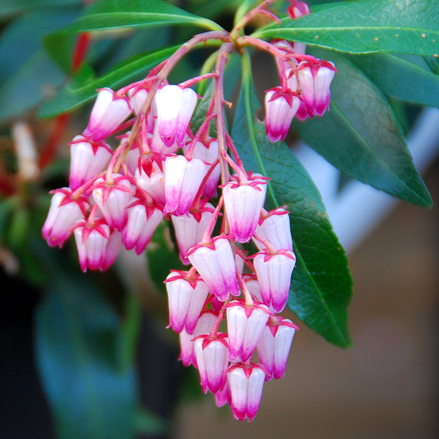 Pieris japonica 'Katsura'  