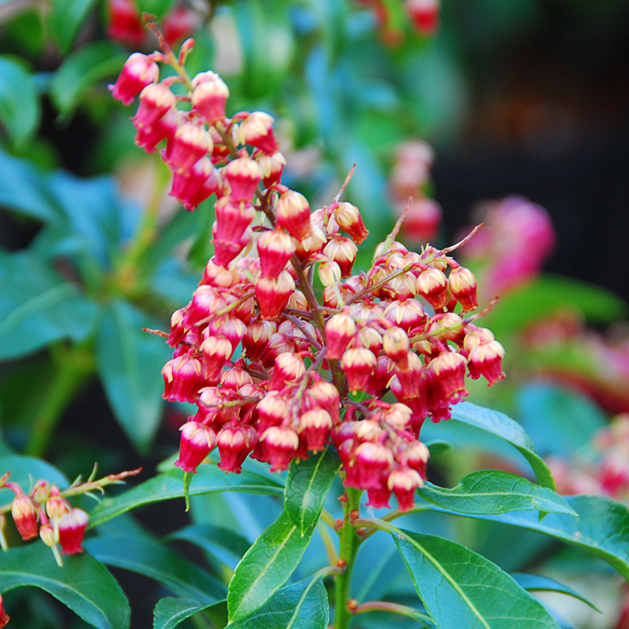 Pieris japonica 'Passion'