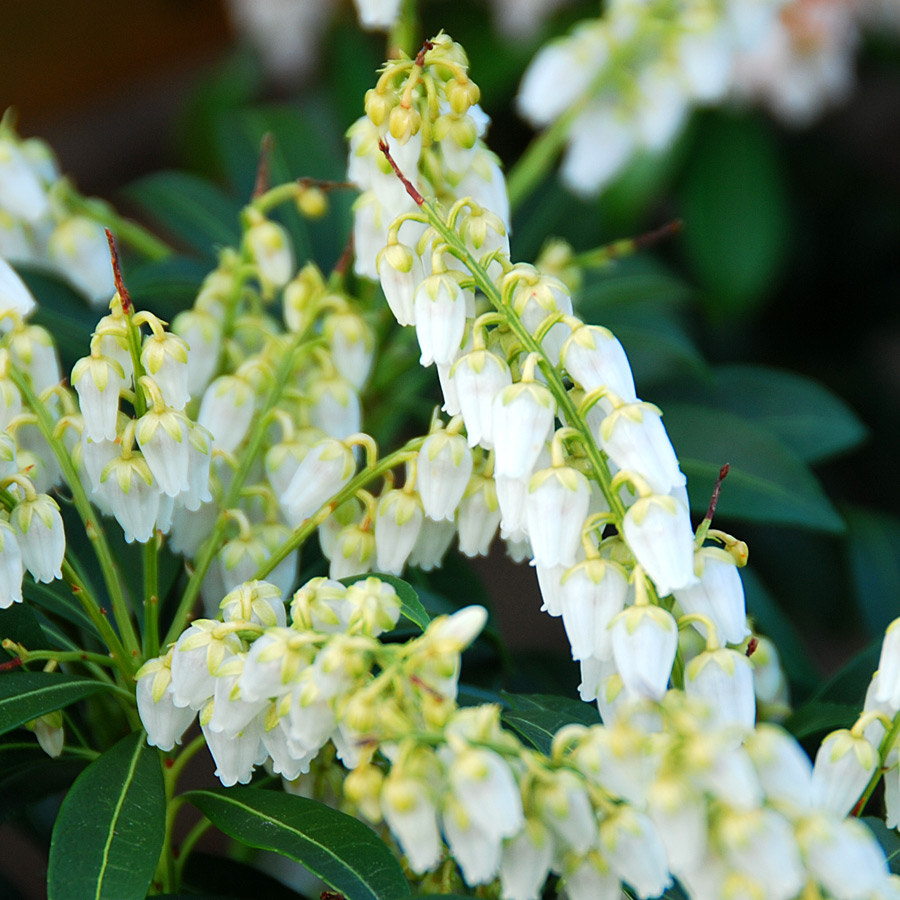 Pieris japonica 'Purity'