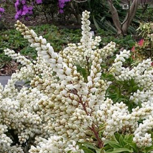 Pieris japonica 'Tiki'