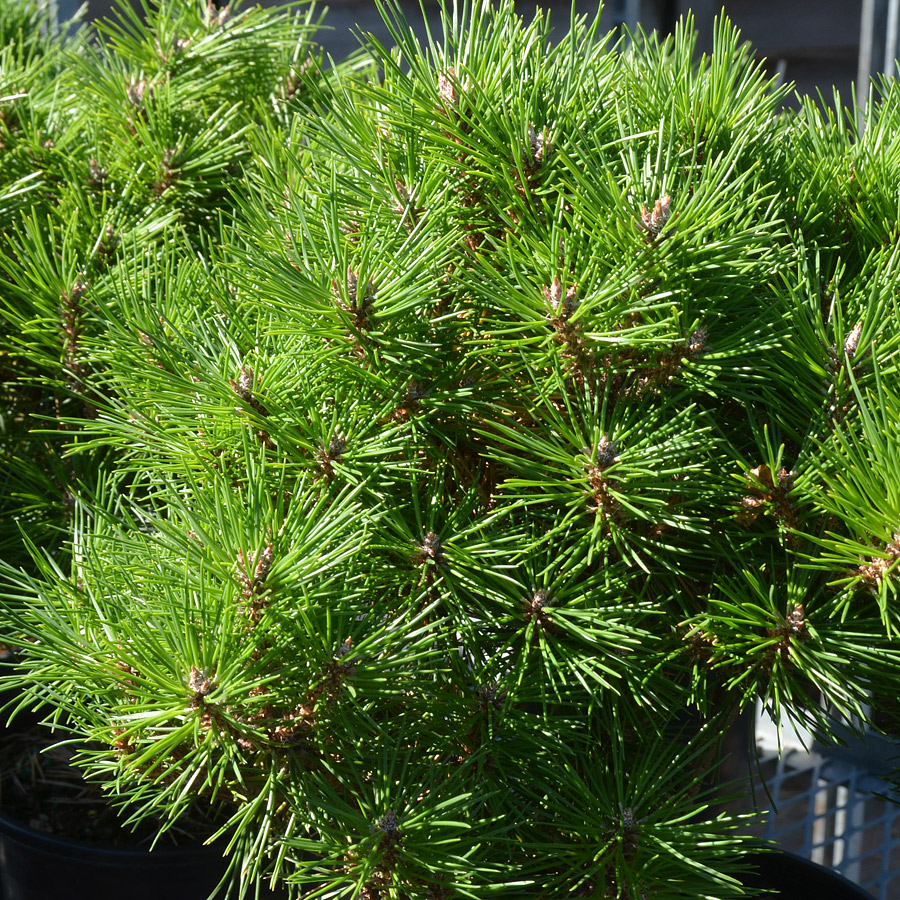 Pinus nigra Gaelle Bregeon