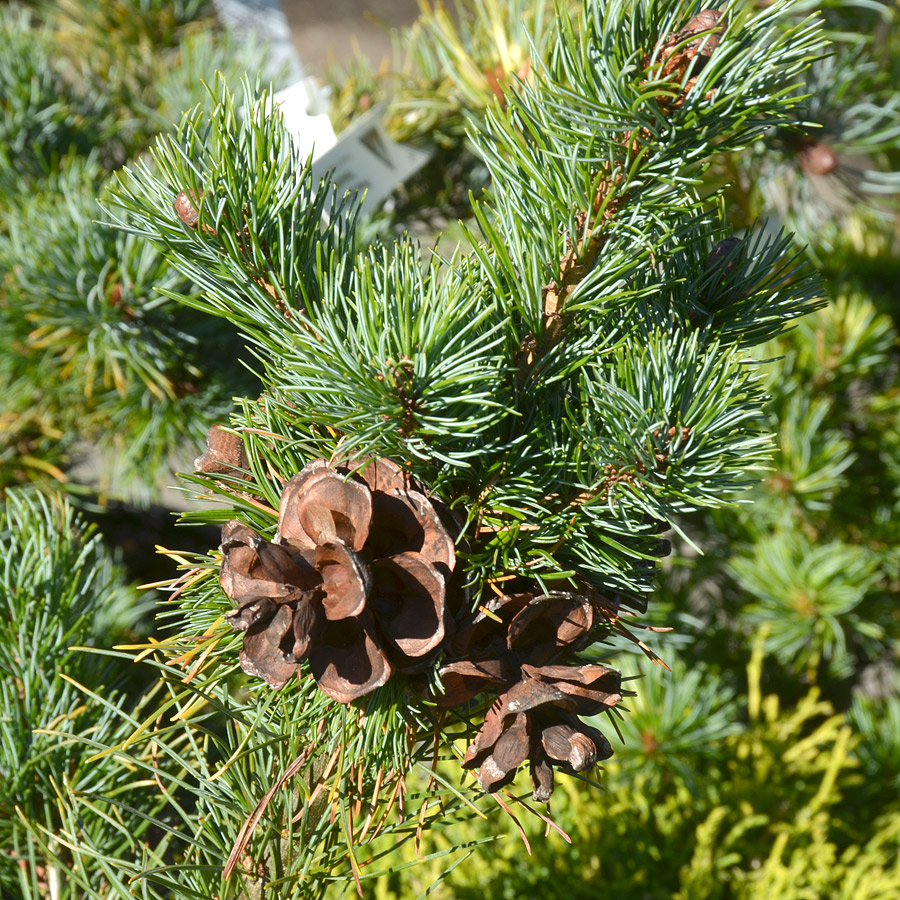 Pinus parviflora 'Fukuzumi'