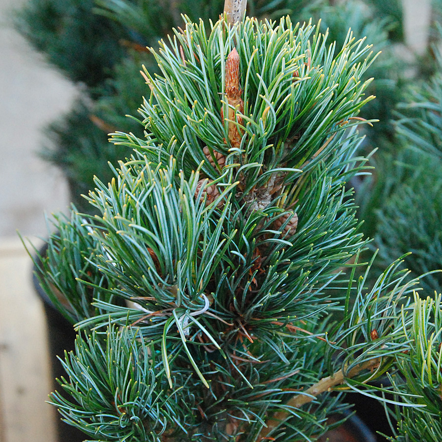 Pinus parviflora glauca