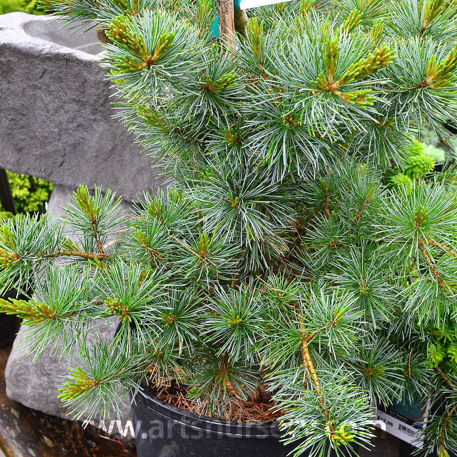 Pinus parviflora 'Negishi' 