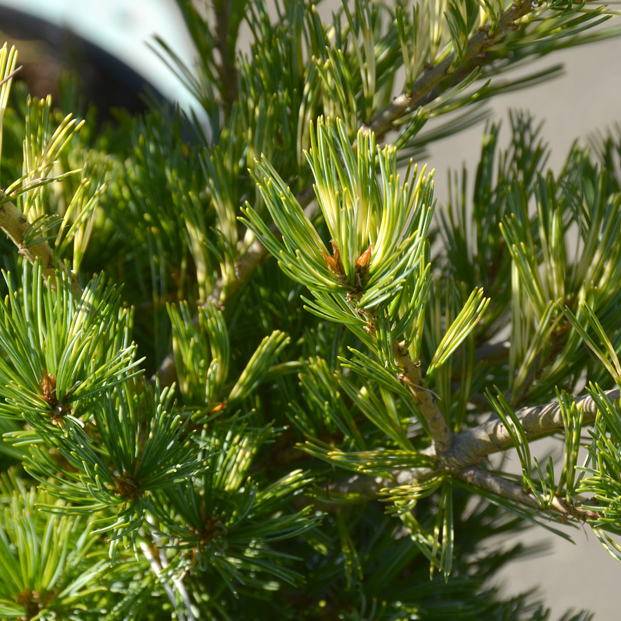 Pinus parviflora 'Ogon janome'