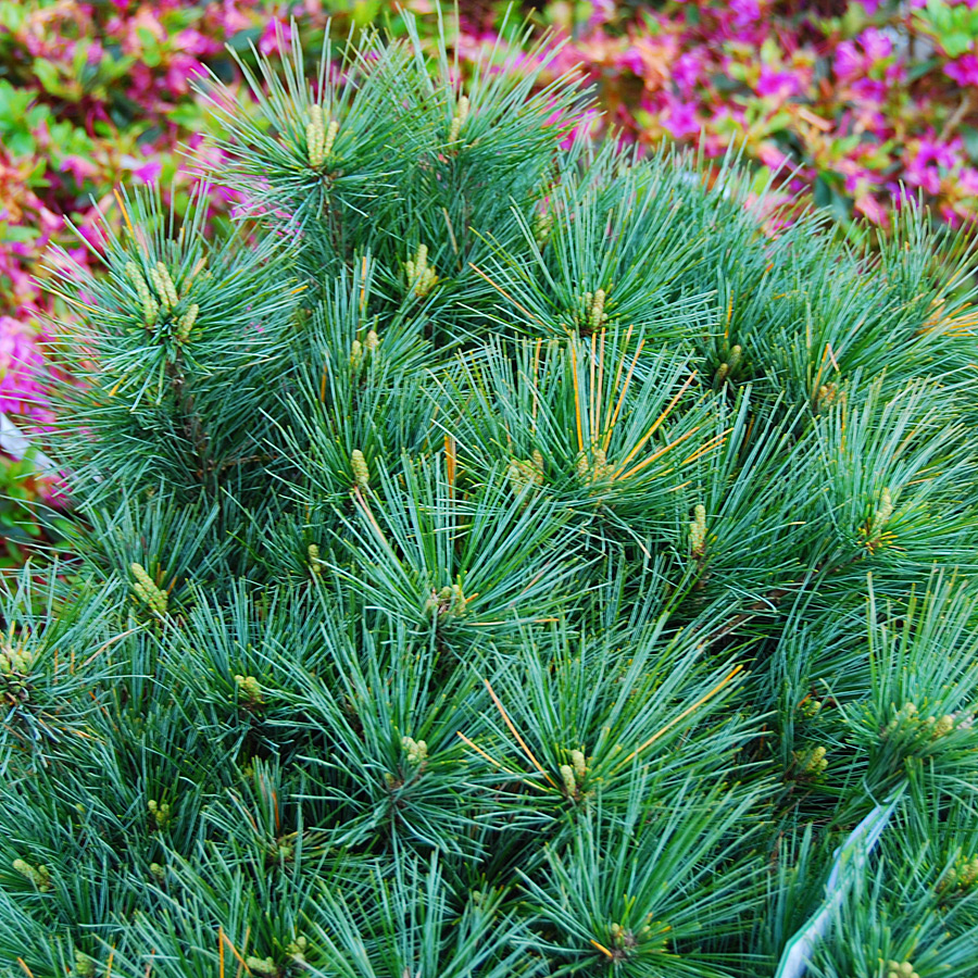 Pinus strobus 'Blue Shag'