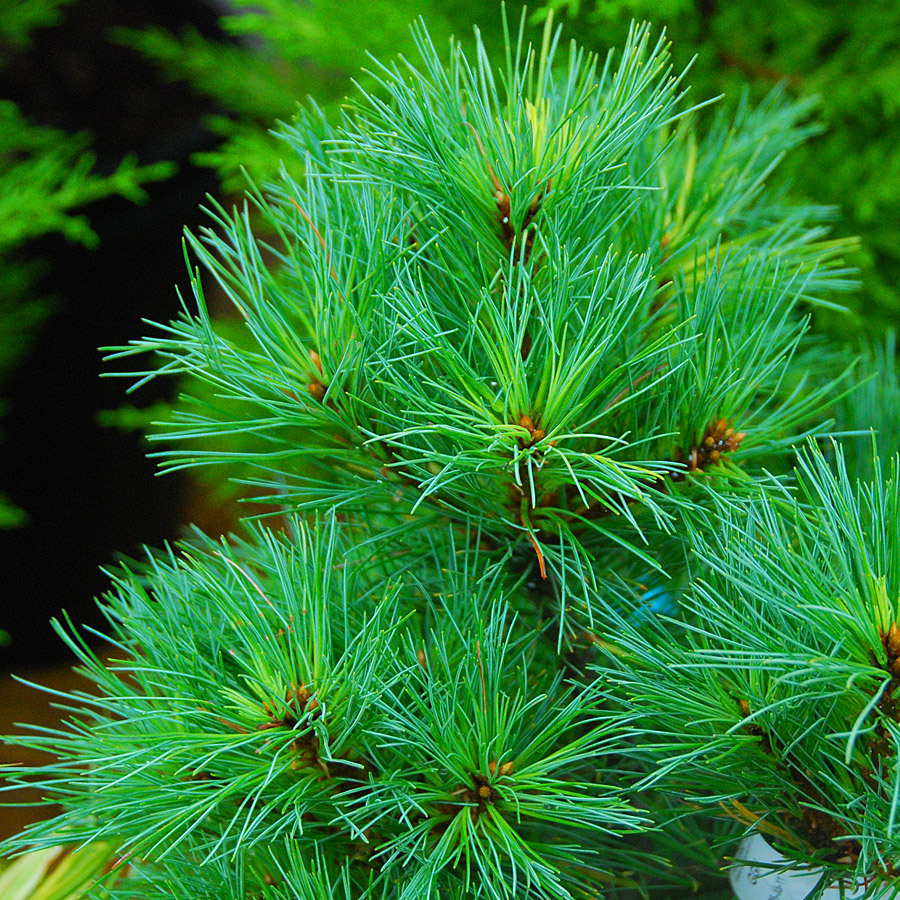 Pinus strobus 'Horsford Dwarf' STD