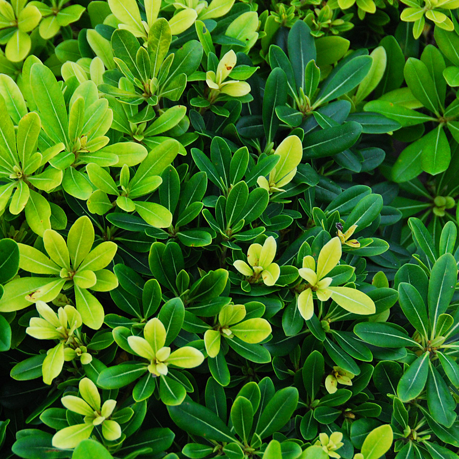 Pittosporum tobira 'Wheelers Dwarf'