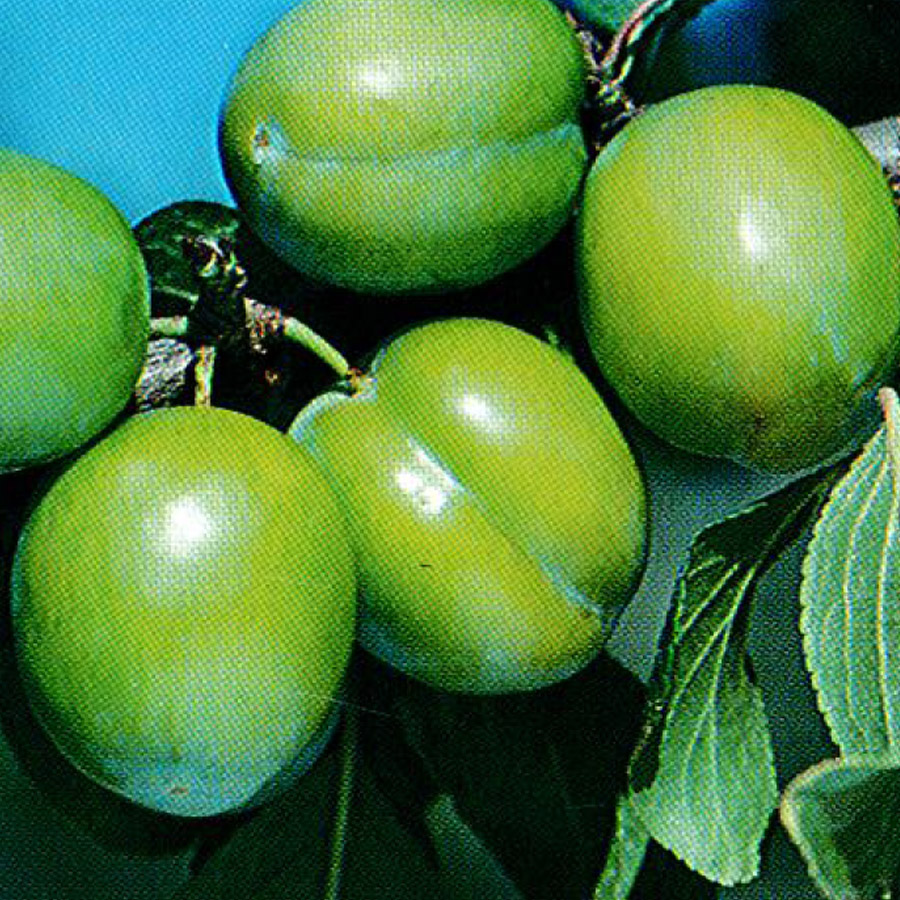 Prunus domestica 'Green Gage'