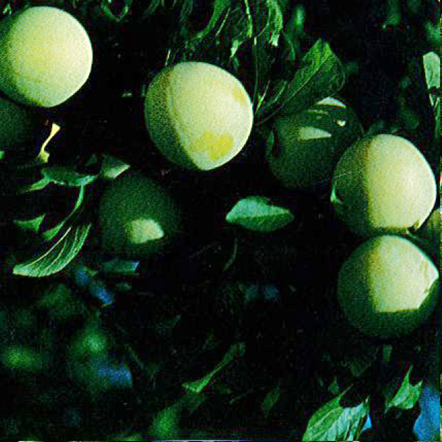 Prunus domestica 'Shiro'