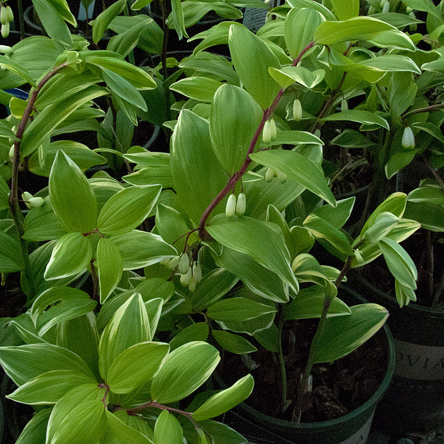 Polygonatum odoratum 'Variegatum'