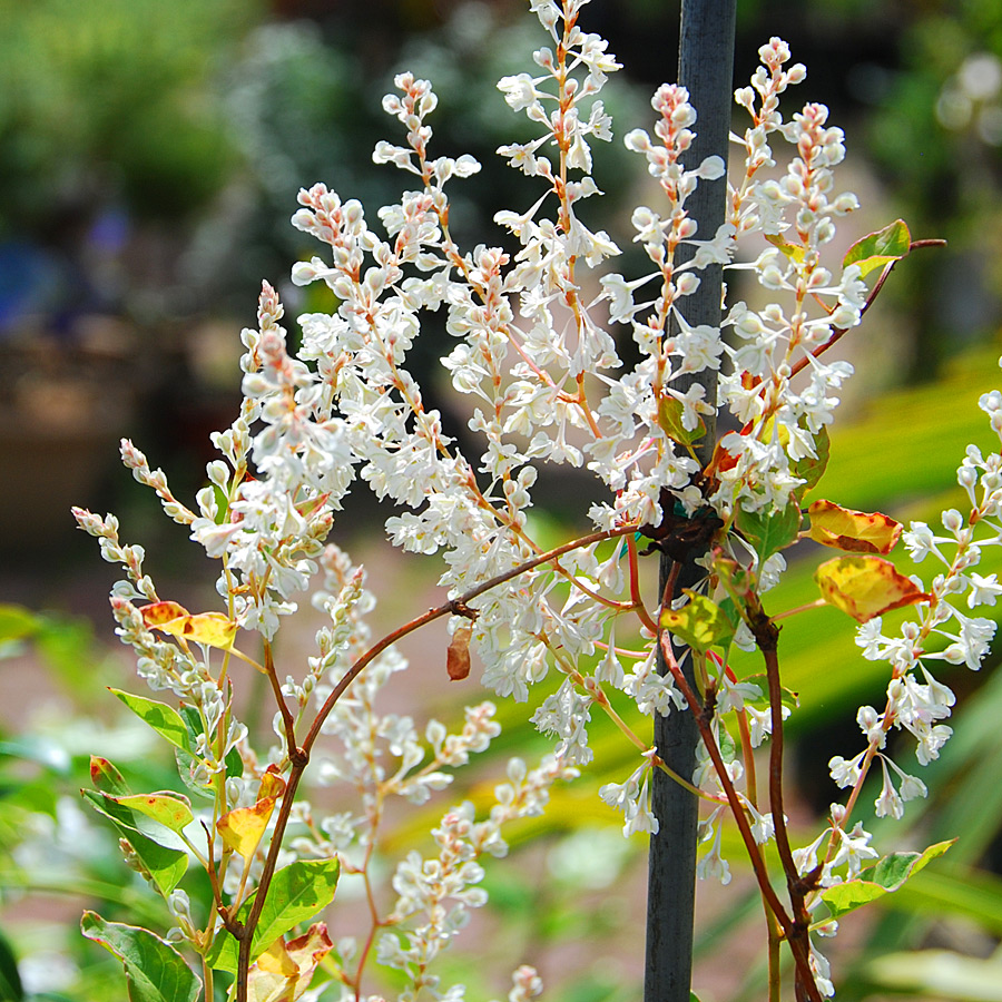 Polygonum aubertii staked